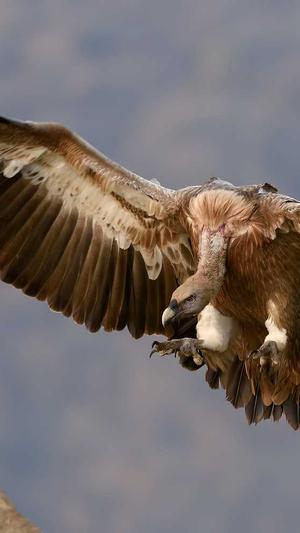 感冒了可以吃哈密瓜吗截图3