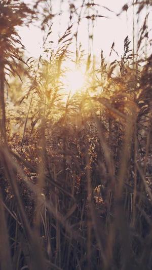 zztt38.ccm黑料不打烊官网截图2