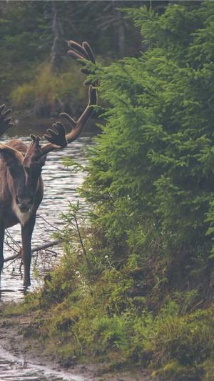 花岗岩芝麻黑料哪里有截图3