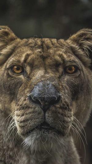 孕期可以吃哈密瓜吗截图2