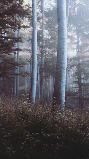 微信吃瓜视频截图3