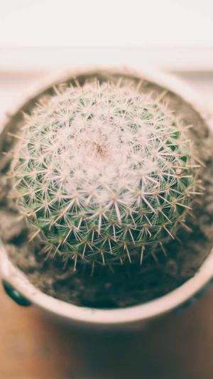 香蕉和哈密瓜能一起吃吗截图5