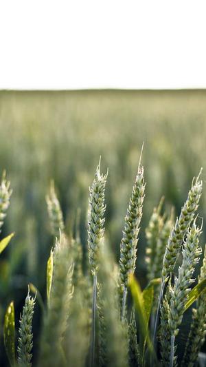 水瓜孕妇可以吃吗截图3