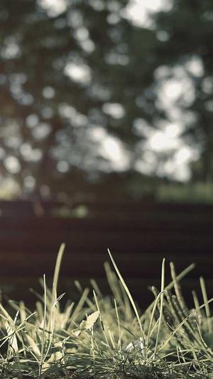 哈密瓜怀孕可以吃吗截图1