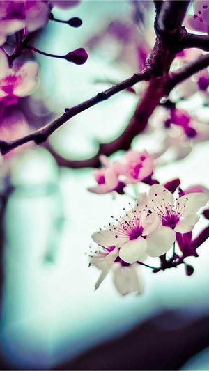 梦见吃瓜什么意思截图1