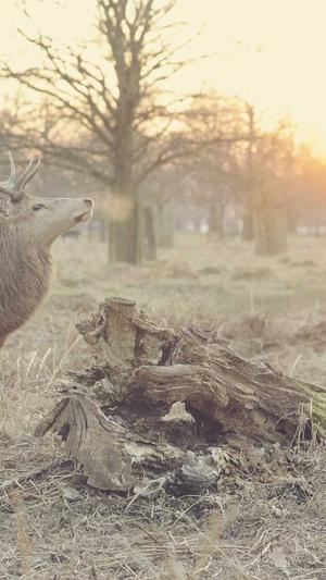 吃瓜黑料在线截图1