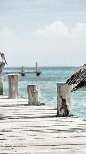 孕妇可以吃籽瓜吗截图1